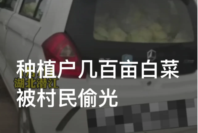 湖北潜江,一男子在某镇承包了几百亩土地,用于种植白菜,最近白菜成熟了,男子准备收成