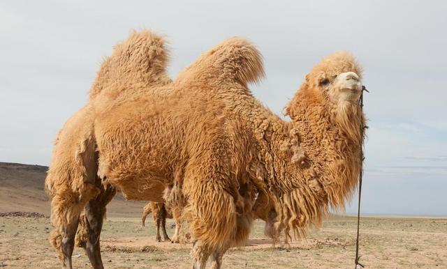 骆驼没天敌吗？5吨重的大象都能被吃，却没有食肉动物吃骆驼？