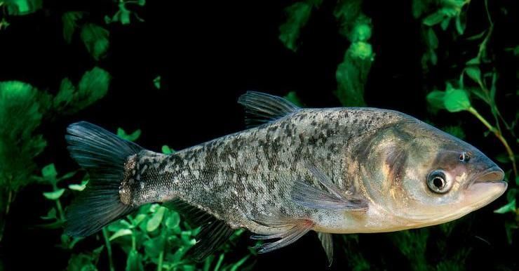 鲢鳙|鲢鳙垂钓哪家强？快来学大师都在用的钓法！