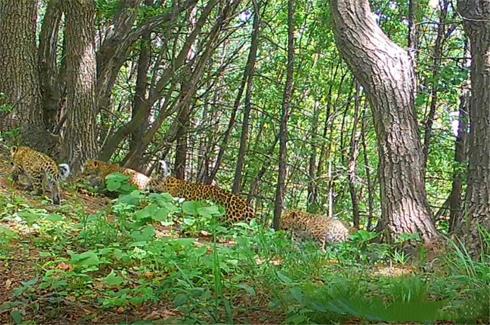 霍山出现金钱豹，独自养育3只幼崽，深夜捕猎猪獾，叼回洞才进食