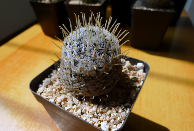 |办公室养花选这几样，养眼又净化空气，几元钱就能买一盆