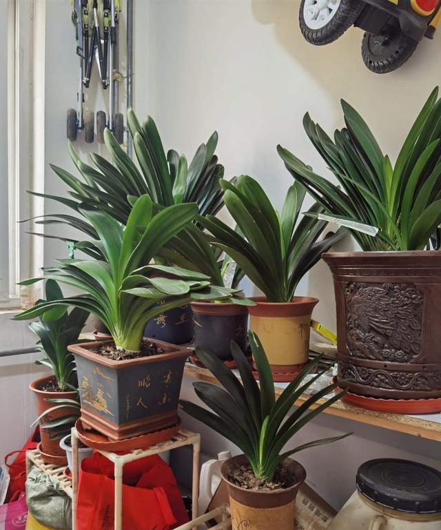 客厅养花“有讲究”,别随便,这6种,高档有格调,还能净化空气