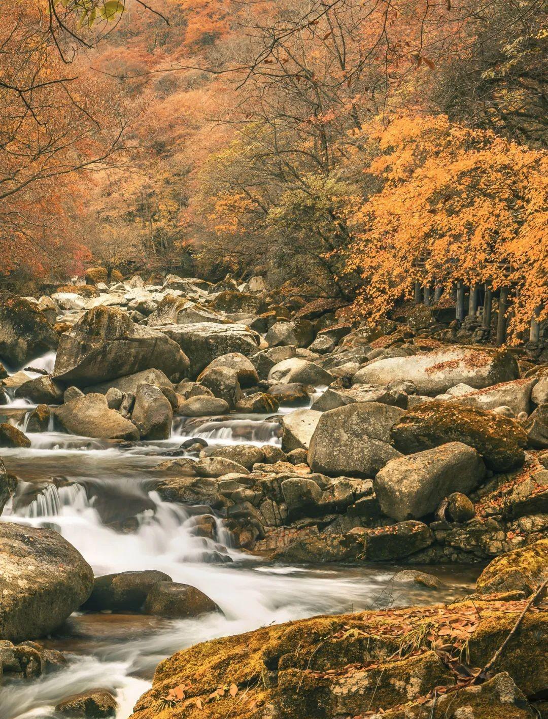 张家口|680平方公里!国内超低调的“红叶第一山”,错峰出行,真香