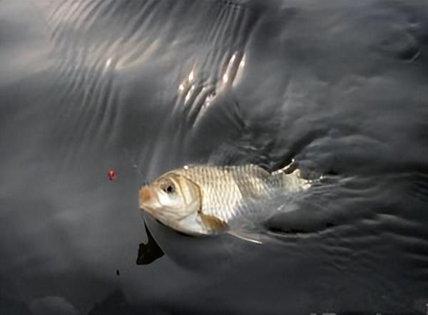 |冬季放大鱼讯，要尽量选择精细钓组！