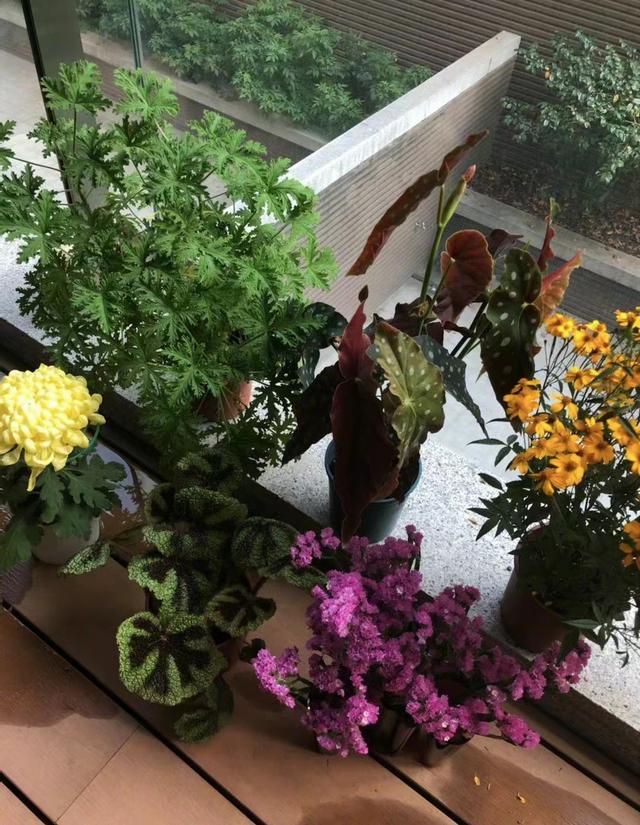 杨祐宁|41岁全能演员杨祐宁的家，百万床垫复古家具超级有品味，被圈粉了