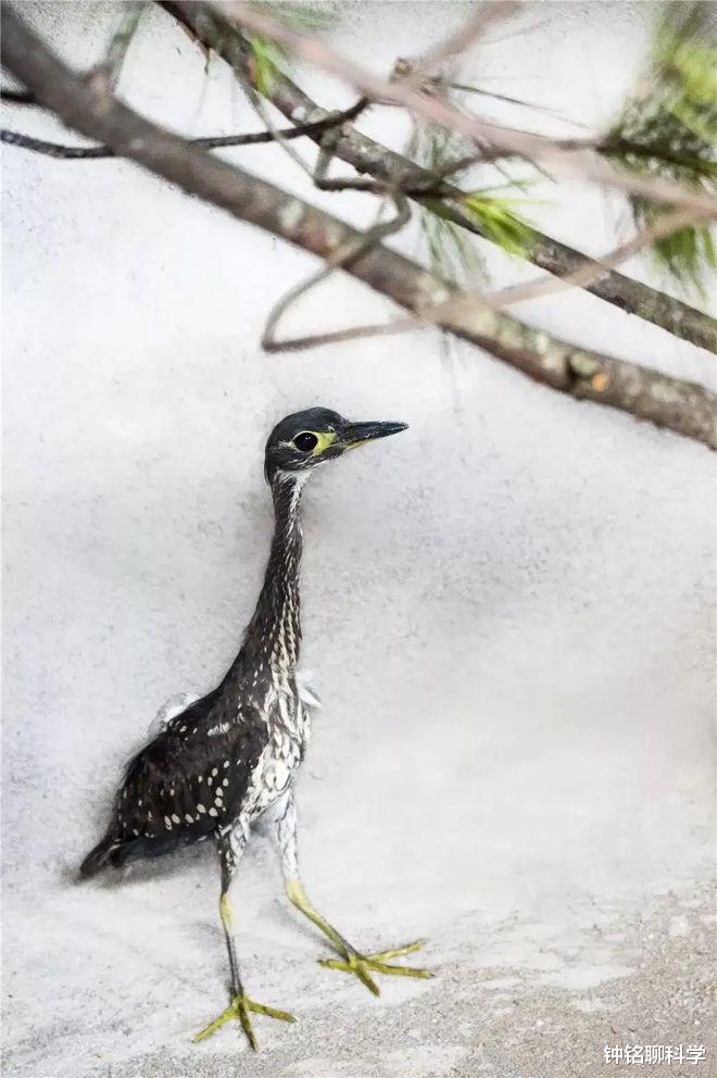 海南|罕见海南鳽现身江西！全球仅1000只，为何钓鱼人对它威胁最大？