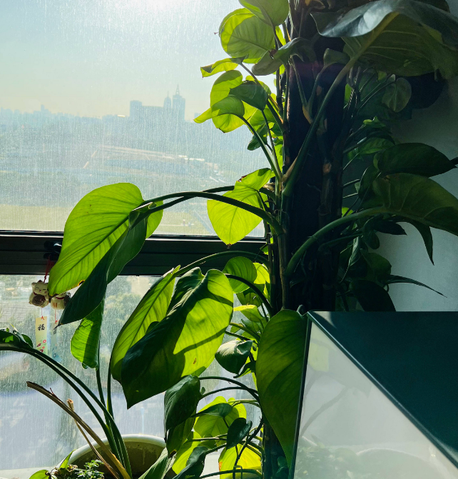 3种常见绿植，却是甲醛的“克星”，多数人家里有，真令人羡慕