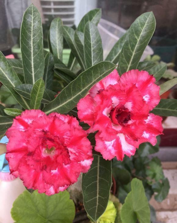 立春后,10种花适合阳台养护,几块钱一盆,打造“阳台花园”