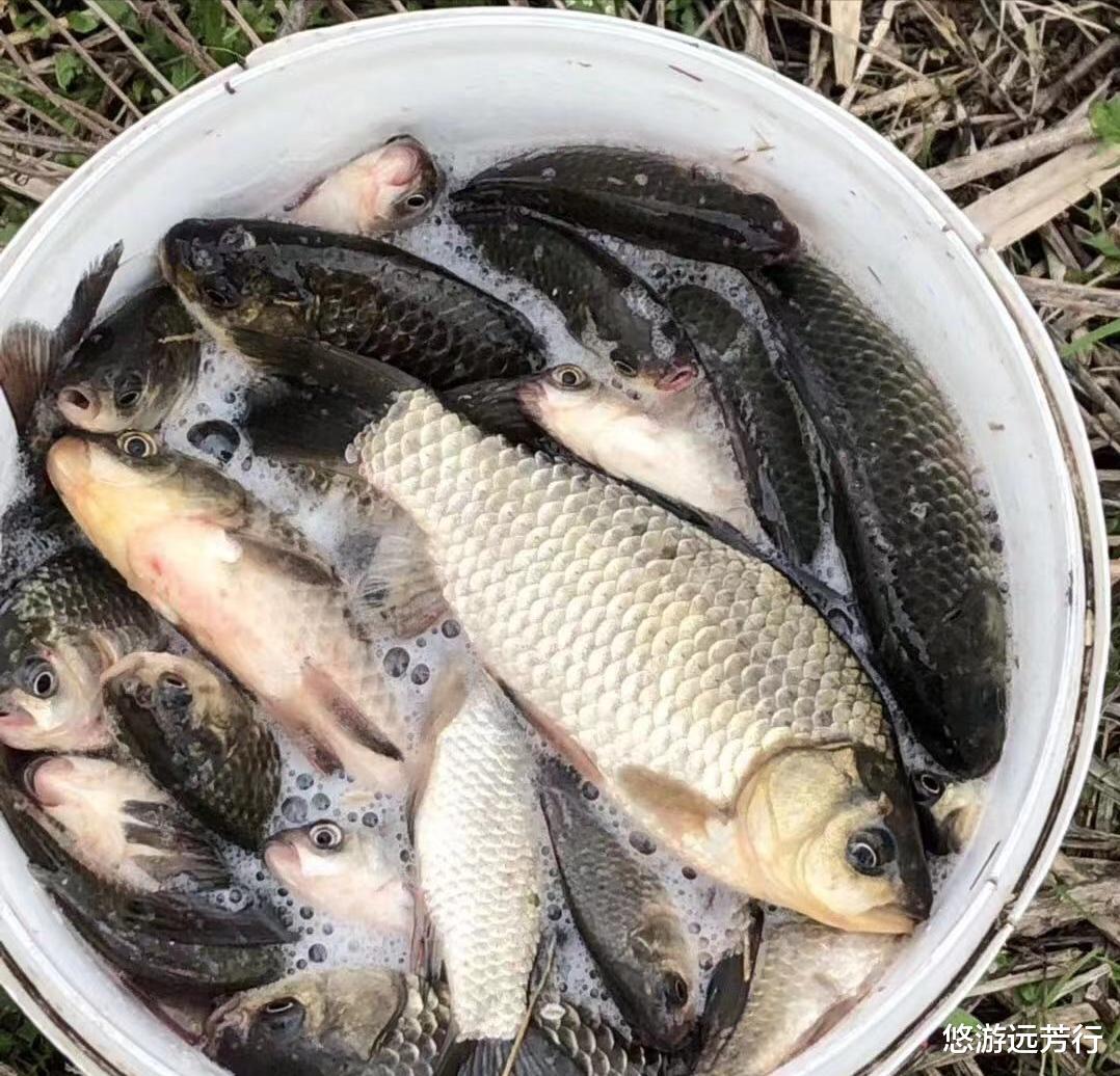 饵料|先别着急用红虫！秋天的鲫鱼只爱它！钓鱼初学者用了都能钓获板鲫