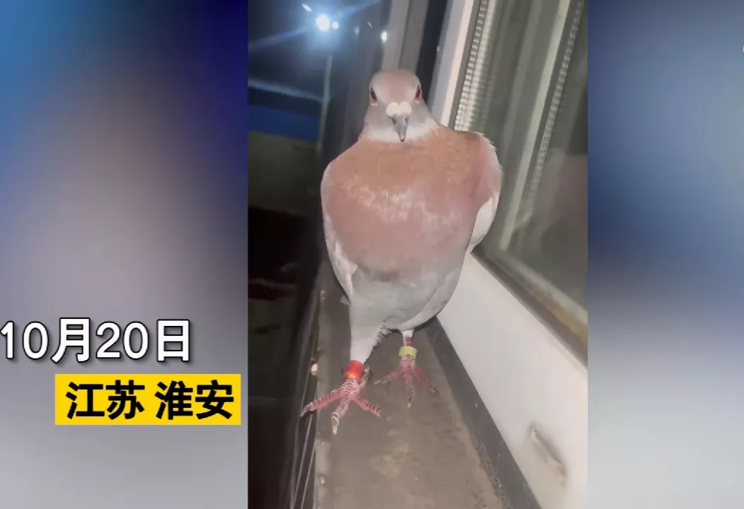 江苏淮安,一女子发现自己家窗台飞来一只信鸽,以为是歇脚,没想到鸽子停留一个多小时