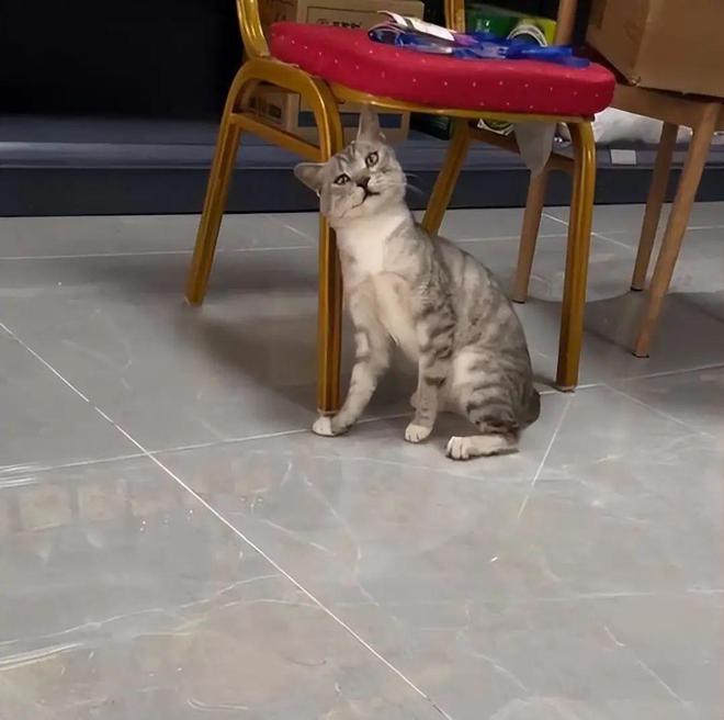 收养的流浪猫见主人喂其他流浪猫，吃醋到离家出走