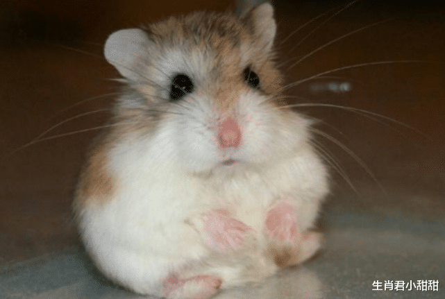 |做事有原则不愿放手的生肖鼠，凭努力成功翻身，职场拥有好成绩