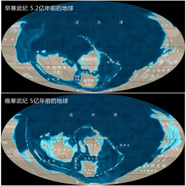 章鱼可能不是地球的“本地鱼”?为什么这么说?