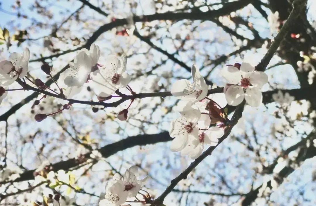 汶川|全域旅游进行时·汶川 | 咔嚓，定格你眼中的无忧四季