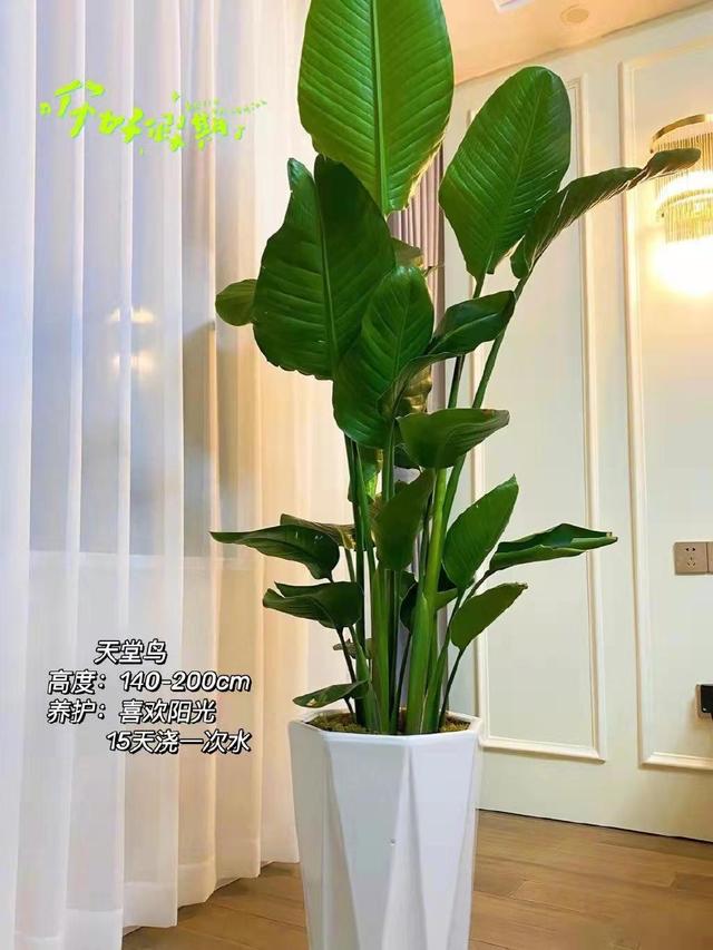 秒提气质的5种“客厅绿植”,再穷也要养一盆