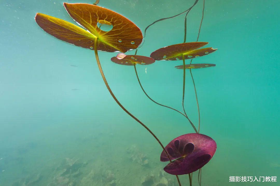 拍荷花,你有想过在水里拍吗?摄影师带你领略不一样的水下莲花