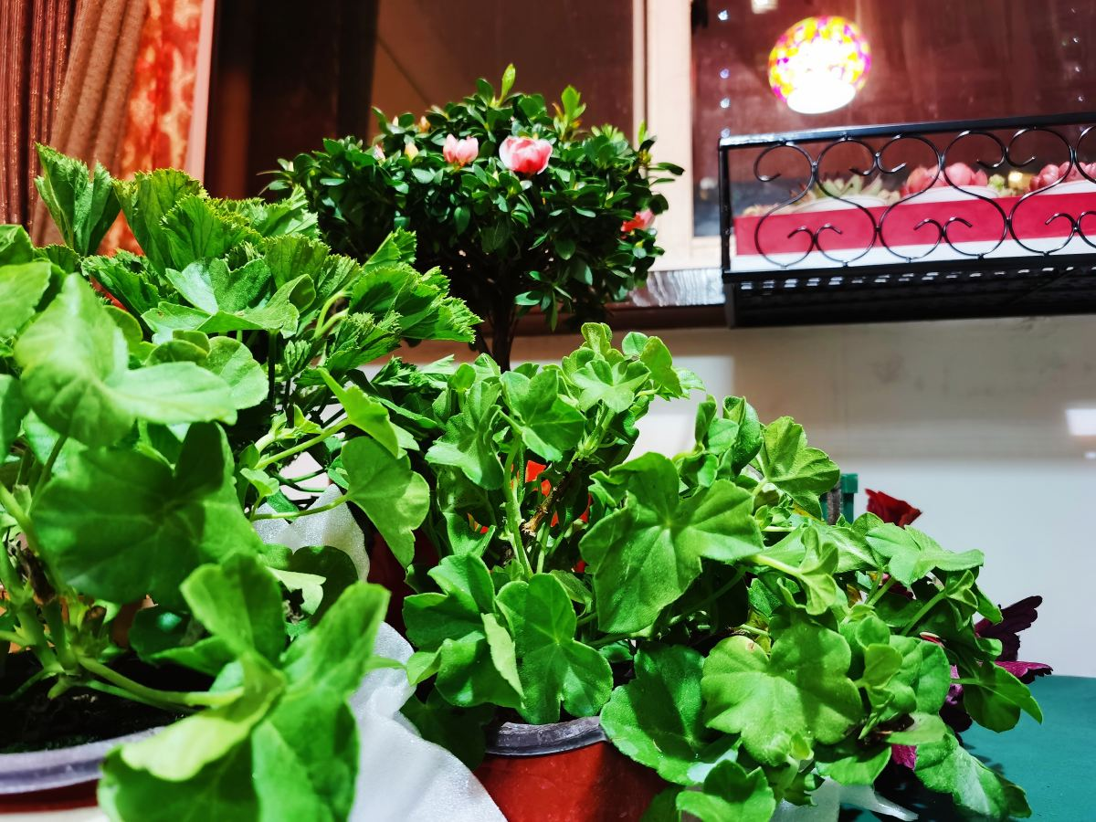 室内养花别乱放,避开这5个“雷区”,否则养一盆枯一盆