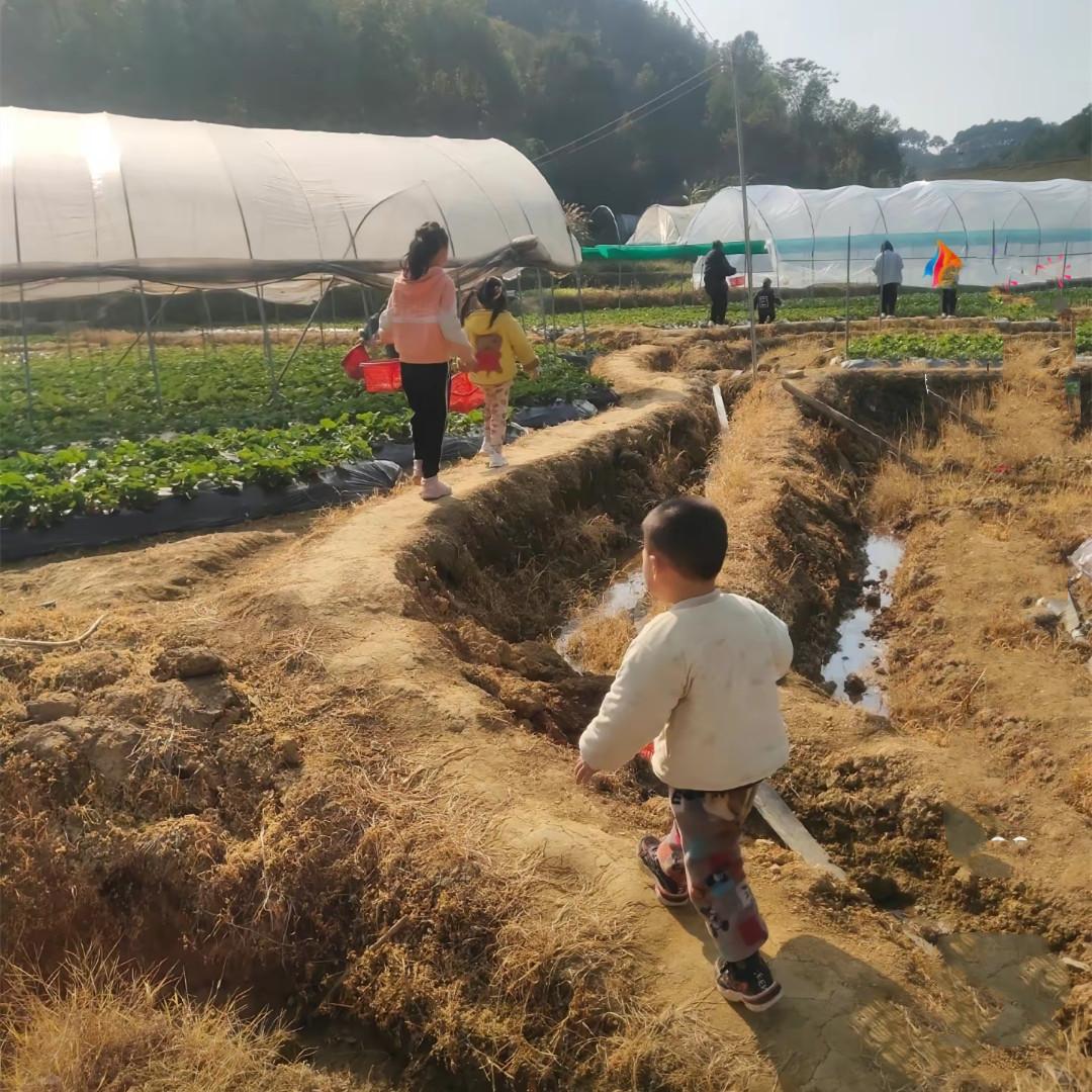 广西一宝妈带娃摘草莓,摘时吃几个被赶出来,吐槽老板太没格局