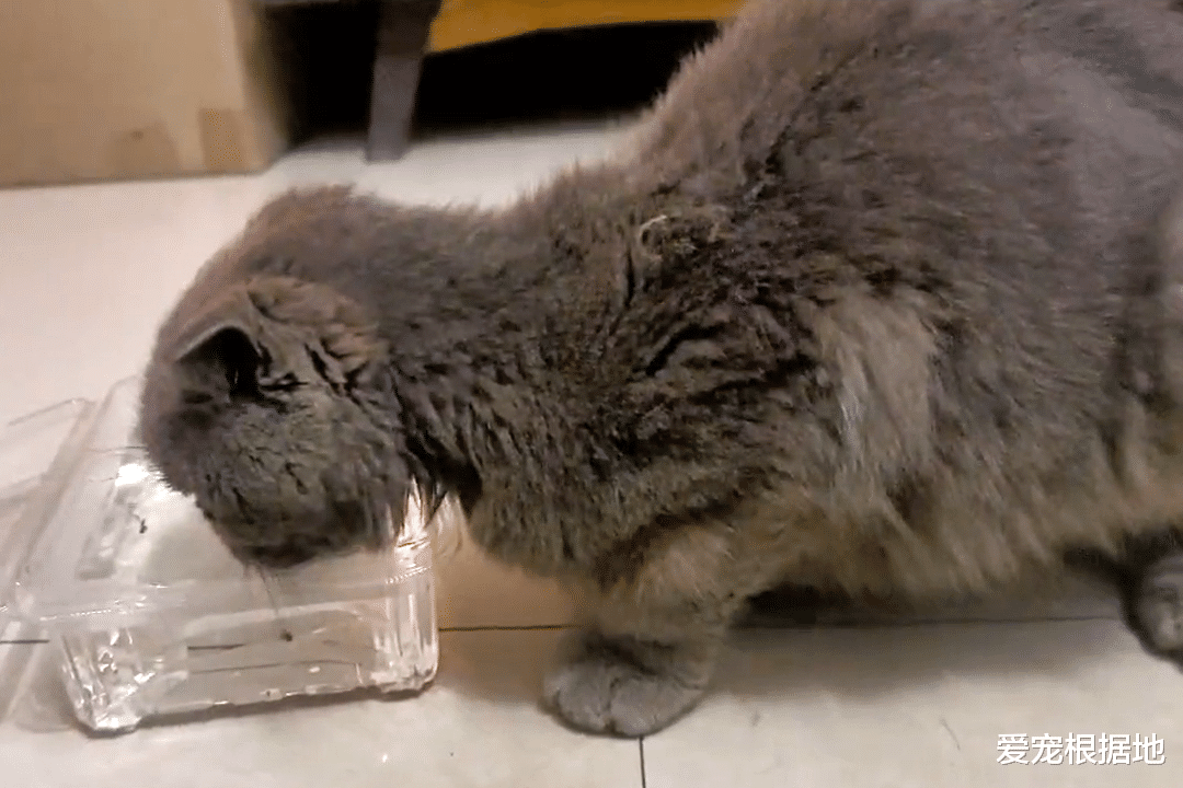 宠物猫为什么不能流浪？品种蓝猫流落街头后无人问津，瘦成皮包骨