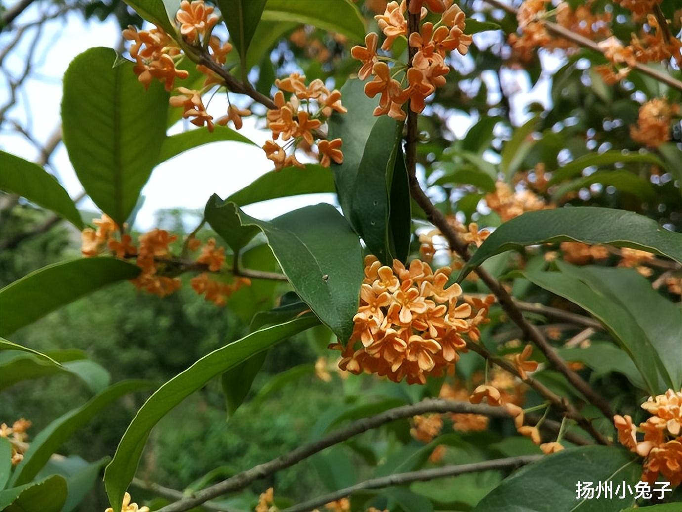 萧瑟秋风寒秋雨,虎去龙来