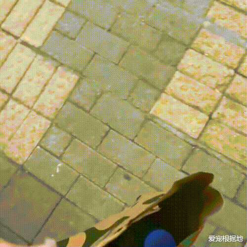 懂得感恩的流浪狗，因一顿饭携礼上门，这礼物让人湿了眼眶