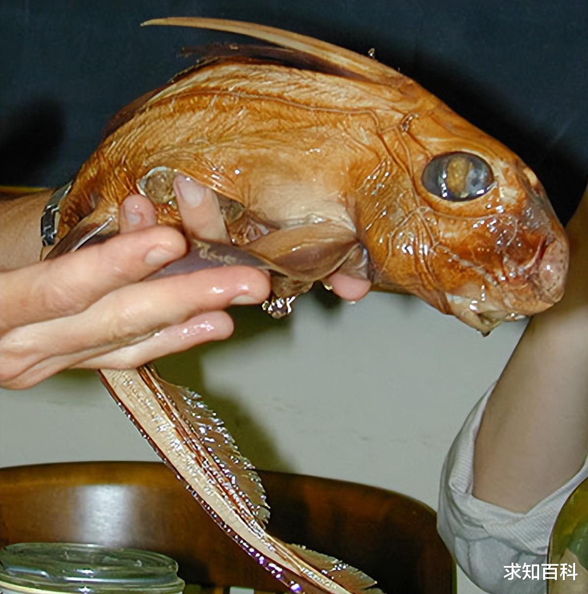 千年难得一遇的诡异生物,从神话变成现实?一个比一个传奇