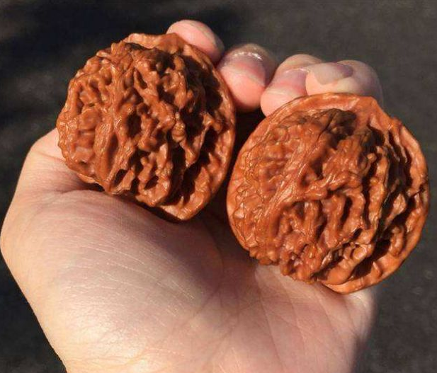 文玩核桃|这个跟随历史变迁再而次崛起的文玩