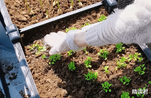 隔离|郑恺妻子曝光上海隔离日常:“疫情,让我把生活活出另一番滋味”