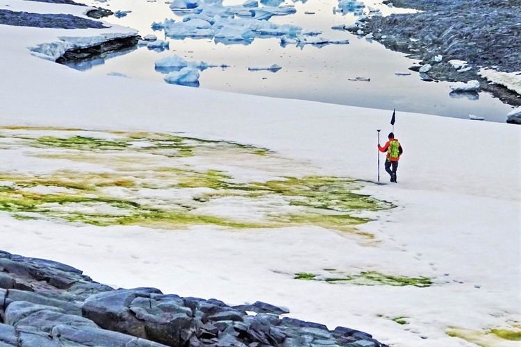 极地下西瓜雪,这是一种启示?还是一种生物现象?