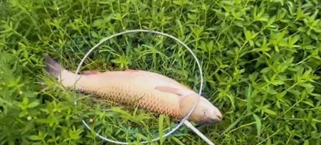 |男子野钓中10斤的大鱼,爆竿后还把自己拉下水,网友:虚荣心作祟