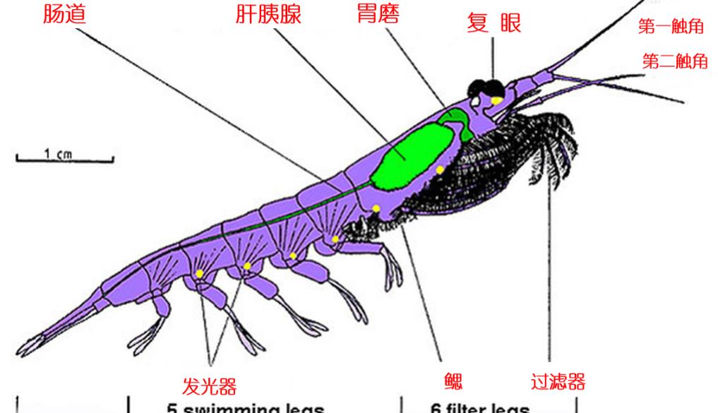 南极磷虾:5亿吨的“海上金矿”,我国将会成为最大“黑马”?