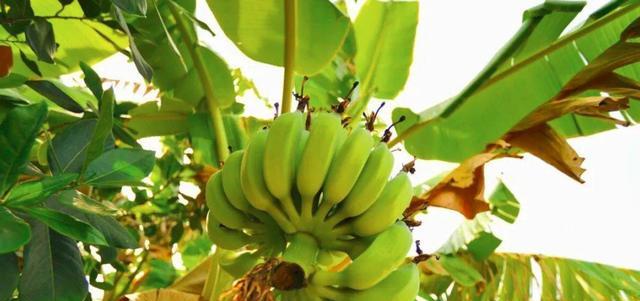 香蕉会在28年后灭绝？从本质上说，我们吃的香蕉其实来自同一棵树