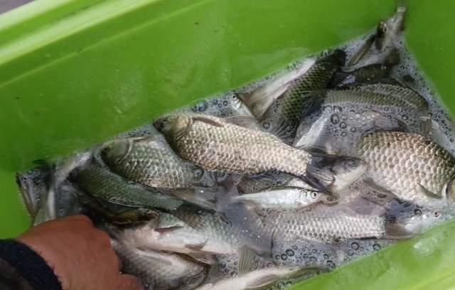 |浅谈鱼儿的趋温性，误解颇多，大幅影响渔获