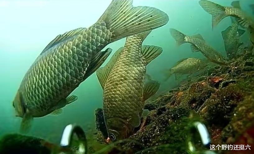 |冬季浓腥大味型的窝料有穿透力诱鱼快？与其瞎折腾不如去找资源！