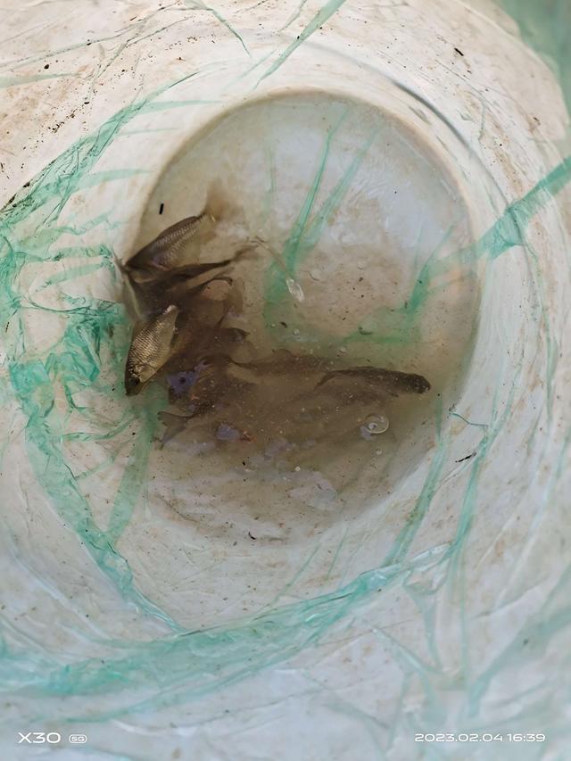 经典|新年后首钓，收获颇丰，开启钓鱼模式。