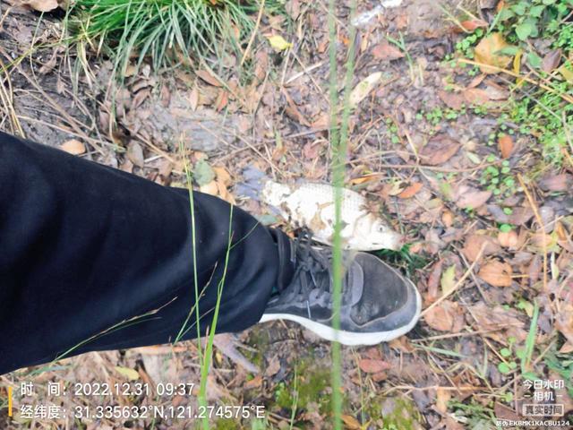 |2022年最后一钓，最大的鱼是斤鲫！