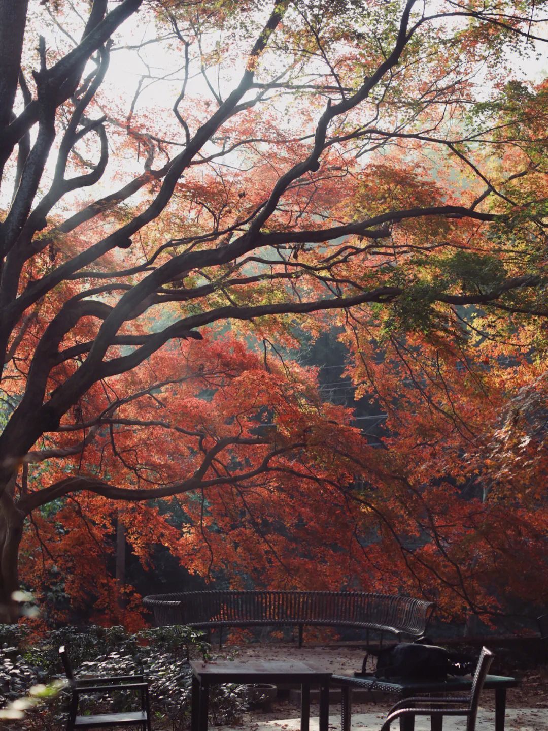 儋州|高铁仅需10min,红叶不输京都,秋冬美食滋补,美到王鹤棣也来打卡