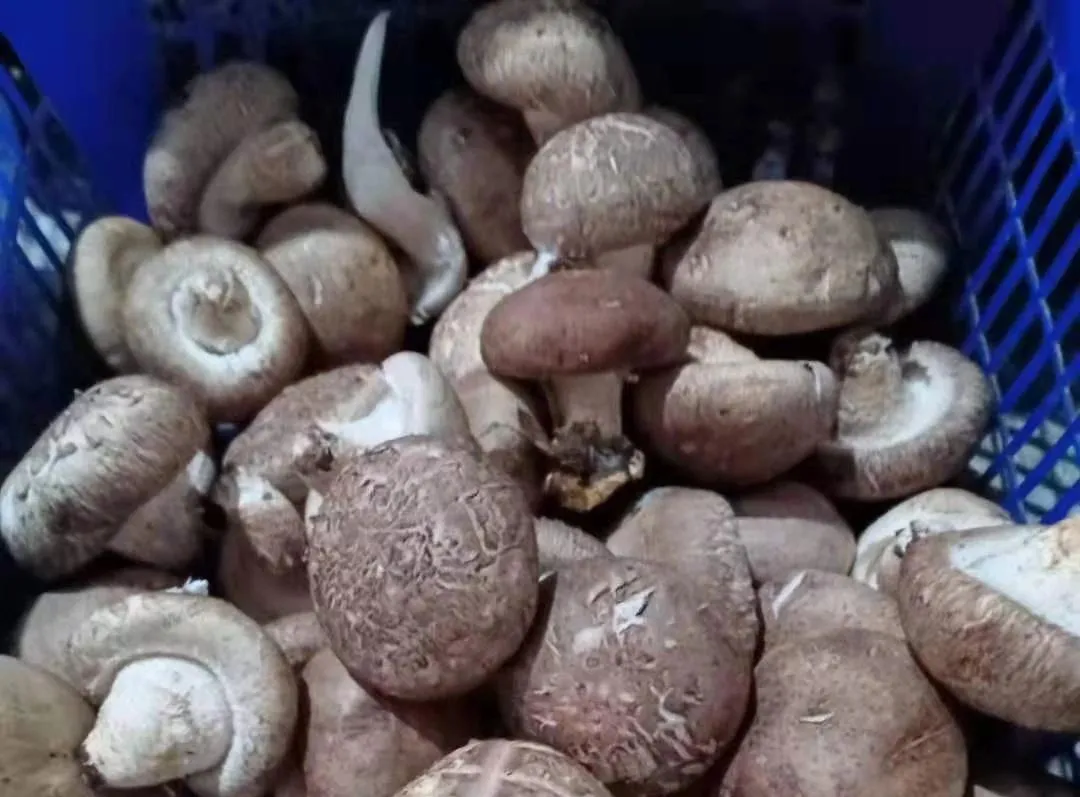 吃它吃得好,肉也比不了!补钙利肝明目,还要记得汤绝对是精华!