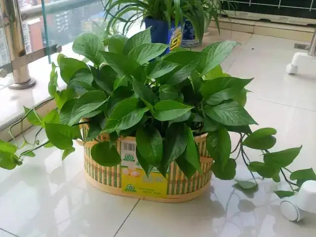 ?各种植物对甲醛的缓解情况介绍