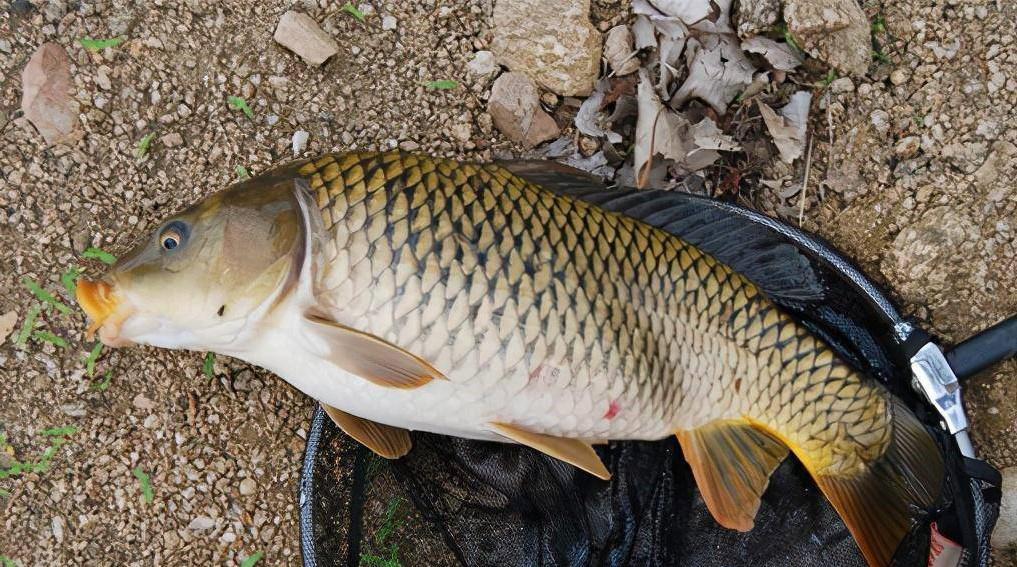 饵料|钓鱼打窝要比饵料重要，老手分析野钓4个打窝技巧