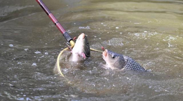 |野钓鲤鱼注意这几点，大鲤鱼连竿上