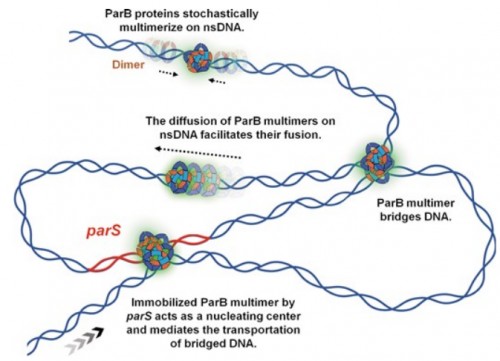Nucleic Acids Res | 上海科技大学孙博团队揭示ParB蛋白随机多聚化调控DNA组装机制
