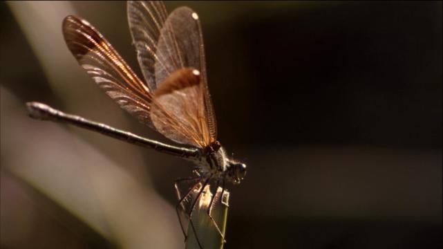 BBC纪录片「生命」豆瓣9.7分 探索生命物种多样性和不凡的生存本领
