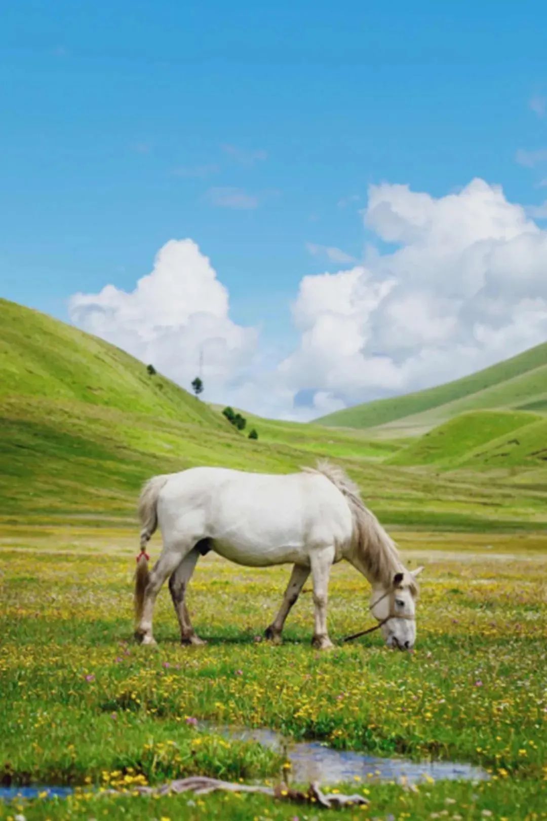 香港|草原季即将开启,如何选择最适合你的草原?