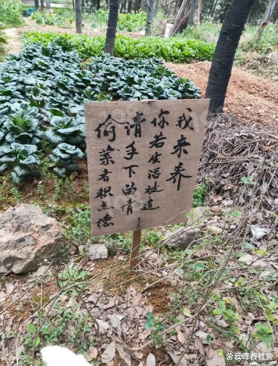 老人偷菜被抓放狠话警察抓不了我,是老人变坏了还是坏人变老了?