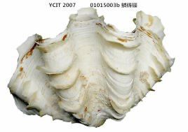 文玩|盘点文玩圈十大违禁品,“白给”都不能要,看看哪个最有“判”头?