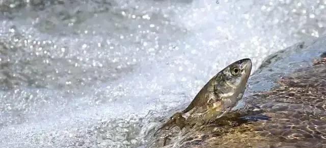 浙江省|我国最大的湖泊——青海湖，湖中的鱼却又少又小，这是为何？