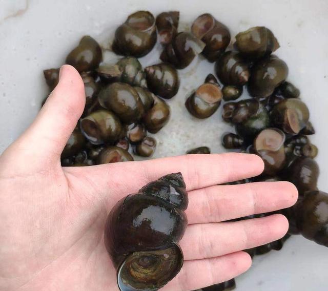 某地出现“粉色桑葚”,看似梦幻貌美,但实则有6000条寄生虫