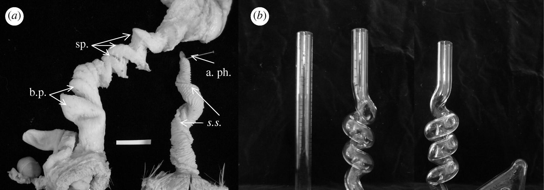 面对性强迫,动物怎么做?母鸭生殖器“反螺旋”,黑猩猩结盟反抗