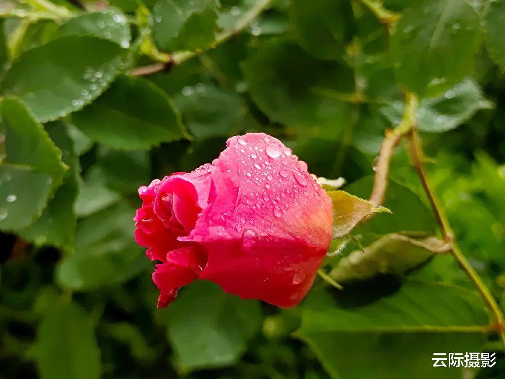 iqoo|投石问路：雨后时分从X20到iQOO手机摄影体验